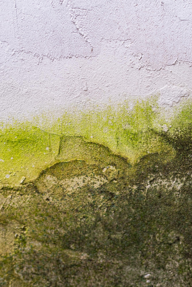Why Mold Grows So Quickly in Jacksonville Homes