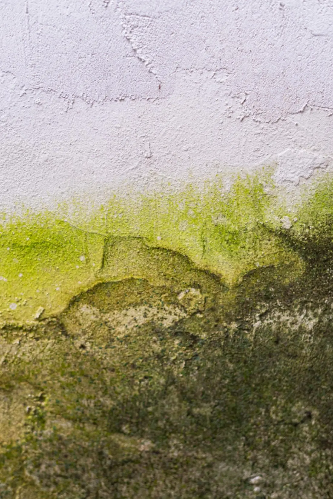 Why Mold Grows So Quickly in Jacksonville Homes