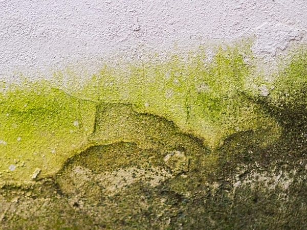 Why Mold Grows So Quickly in Jacksonville Homes